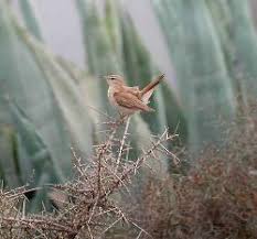 Image result for Cercotrichas galactotes