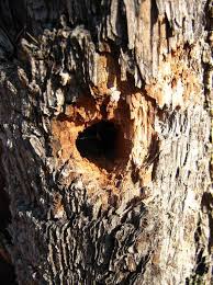 Attēlu rezultāti vaicājumam “Plagionotus detritus imago”