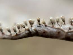 Attēlu rezultāti vaicājumam “Craterium leucocephalum”