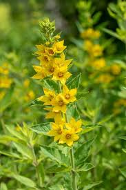Attēlu rezultāti vaicājumam “Lysimachia punctata flower”