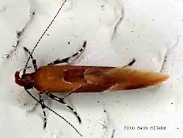 Attēlu rezultāti vaicājumam “Epicallima formosella”