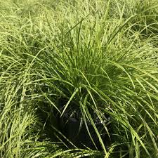 Attēlu rezultāti vaicājumam “Carex dioica”