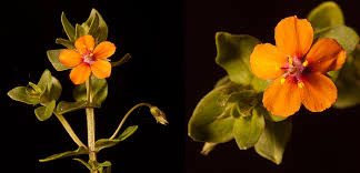 Image result for Anagallis arvensis