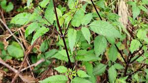 Attēlu rezultāti vaicājumam “Bidens frondosa leaf”