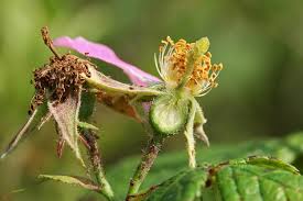 Attēlu rezultāti vaicājumam “Rosaceae”