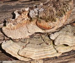 Attēlu rezultāti vaicājumam “Cerrena unicolor”