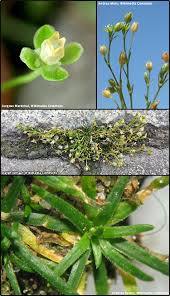 Attēlu rezultāti vaicājumam “Sagina procumbens fruit”