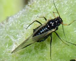 Attēlu rezultāti vaicājumam “Chaitophorus populeti”