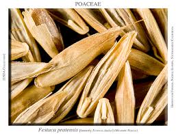 Attēlu rezultāti vaicājumam “Festuca pratensis”