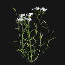 Attēlu rezultāti vaicājumam “Stellaria holostea fruit”