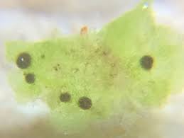 Attēlu rezultāti vaicājumam “Blasia pusilla”