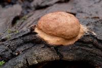 Attēlu rezultāti vaicājumam “Fuligo luteonitens”