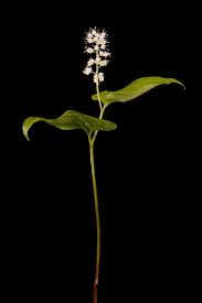 Attēlu rezultāti vaicājumam “Maianthemum bifolium bud”