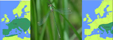 Attēlu rezultāti vaicājumam “Chalcolestes viridis”