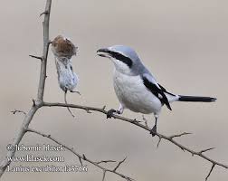 Attēlu rezultāti vaicājumam “Lanius excubitor”