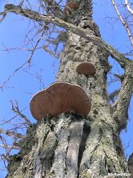 Attēlu rezultāti vaicājumam “Phellinus”