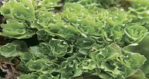 Attēlu rezultāti vaicājumam “Paraleucobryum longifolium sporophyte”