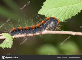 Attēlu rezultāti vaicājumam “Eriogaster lanestris”