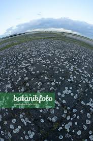 Attēlu rezultāti vaicājumam “Lecanora muralis”