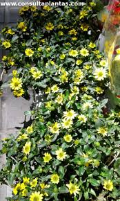 Image result for Sanvitalia procumbens