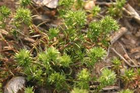 Attēlu rezultāti vaicājumam “Scleranthus perennis flower”