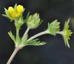 Attēlu rezultāti vaicājumam “Potentilla norvegica flower”