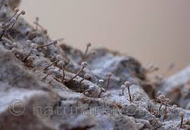 Attēlu rezultāti vaicājumam “Sclerophora farinacea”