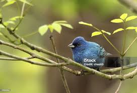 Image result for Passerina cyanea