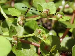 Attēlu rezultāti vaicājumam “Saxifragaceae”