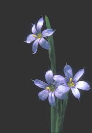 Attēlu rezultāti vaicājumam “Sisyrinchium montanum fruit”