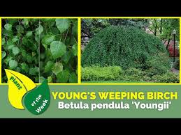 Attēlu rezultāti vaicājumam “Betula pendula Youngii”
