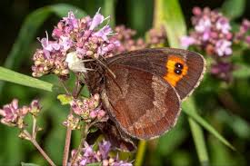Attēlu rezultāti vaicājumam “Erebia aethiops upperside”