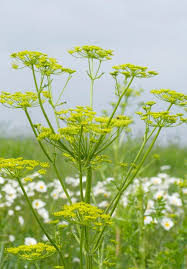 Image result for Liebstöckel