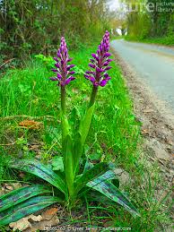 Attēlu rezultāti vaicājumam “Orchis mascula flower”