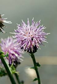 Attēlu rezultāti vaicājumam “Cirsium arvense”