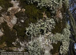 Attēlu rezultāti vaicājumam “Ramalina calicaris”