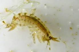 Attēlu rezultāti vaicājumam “Amphipoda”