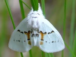 Attēlu rezultāti vaicājumam “Leucodonta bicoloria imago”