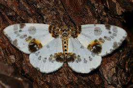 Attēlu rezultāti vaicājumam “Abraxas sylvata”