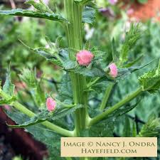 Attēlu rezultāti vaicājumam “Verbascum blattaria flower”