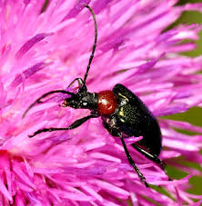 Attēlu rezultāti vaicājumam “Gaurotes virginea”