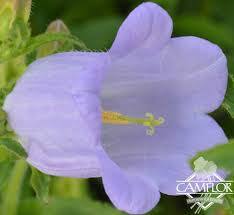 Image result for Campanula medium