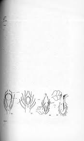 Attēlu rezultāti vaicājumam “Jungermannia sphaerocarpa sporophyte”