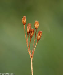 Attēlu rezultāti vaicājumam “Primula farinosa”