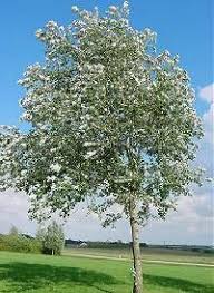 Attēlu rezultāti vaicājumam “Populus alba Nivea”