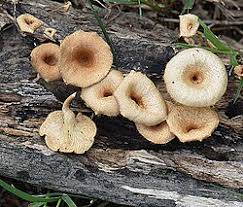 Attēlu rezultāti vaicājumam “Lentinus suavissimus”