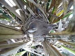 Image result for Acrocephalus agricola