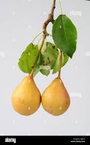 Attēlu rezultāti vaicājumam “Pyrus pyraster fruit”