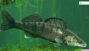 Image result for Sander lucioperca