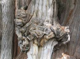 Attēlu rezultāti vaicājumam “Tettigoniodea exuvia”